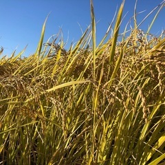 受付終了　玄米３０キロ R6産 あいちの香り お米