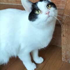保護猫の里親募集　カナヲ