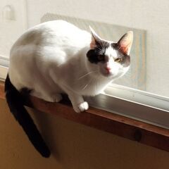保護猫の里親募集　カナヲ - 大洲市
