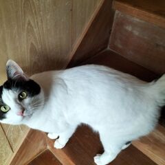 保護猫の里親募集　カナヲ - 猫