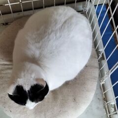保護猫の里親募集　カナヲ − 愛媛県