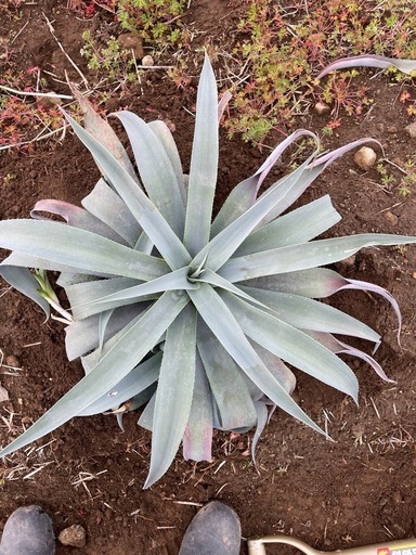 アガベ　ウェベリー　メリクロン