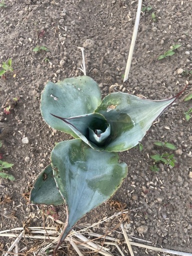 アガベ　幅広オバティフォリア