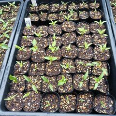 野菜の苗を買ってください。(1本30円)(ﾅｽ、ﾋﾟｰﾏﾝ、ｵｸﾗ、ｼｼﾄｳ、ｷｭｳﾘ、ﾄﾏﾄ、ﾐﾆﾄﾏﾄ、鷹の爪、ﾄｳﾓﾛｺｼ) の画像