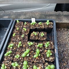 野菜の苗を買ってください。(1本30円)(ﾅｽ、ﾋﾟｰﾏﾝ、ｵｸﾗ、ｼｼﾄｳ、ｷｭｳﾘ、ﾄﾏﾄ、ﾐﾆﾄﾏﾄ、鷹の爪、ﾄｳﾓﾛｺｼ) の画像