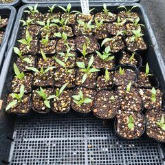 野菜の苗を買ってください。(1本30円)　(ﾙｯｺﾗ、ﾊﾞｼﾞﾙ、ｲﾀﾘｱﾝﾊﾟｾﾘ、ﾏｸﾜｳﾘ、ｽｲｶ) の画像