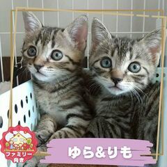 5/18(日)中央区飼い主のいない猫譲渡会