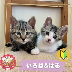 5/18(日)中央区飼い主のいない猫譲渡会 - 中央区