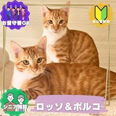 5/18(日)中央区飼い主のいない猫譲渡会 - イベント