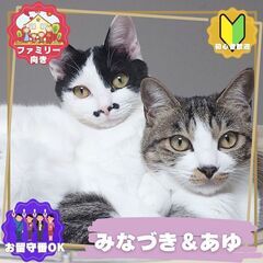5/18(日)中央区飼い主のいない猫譲渡会 − 東京都