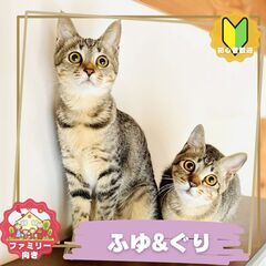 5/18(日)中央区飼い主のいない猫譲渡会 - その他