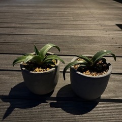 アガベ　チタノタブルー　実生　鉢ごと　観葉植物　インテリア　多肉植物の画像