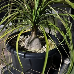 トックリラン　ノリナ　観葉植物　塊根植物　の画像