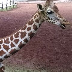 ■女性無料■5/24土 上野動物園で友達を作る会 ☆☆☆☆☆