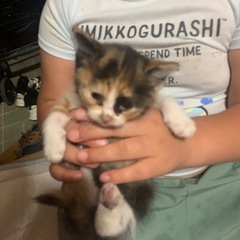 【引取り先決定しました】子猫　
