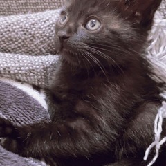 生後１ヶ月黒猫