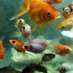 MIX金魚の画像
