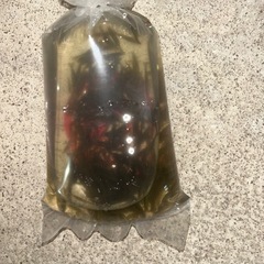 ミナミヌマエビ　観賞可　肉食熱帯魚の餌にも最適の画像