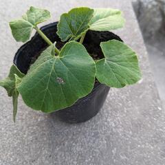 「かぼちゃの苗」