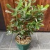 ランキングキーワードに紐づく投稿画像-観葉植物