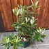 ランキングキーワードに紐づく投稿画像-観葉植物