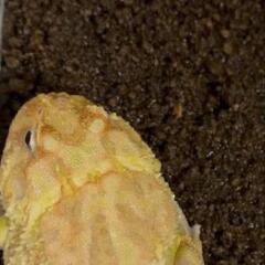 クラウンウェルツノガエル　お取引中