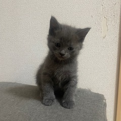 里親募集！
