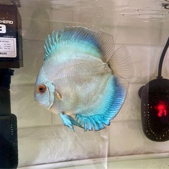 【取引完了】アクアリウム飼育セット（生体のみでも可）の画像