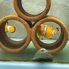 【取引完了】アクアリウム飼育セット（生体のみでも可）の画像