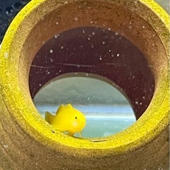 【取引完了】アクアリウム飼育セット（生体のみでも可）の画像