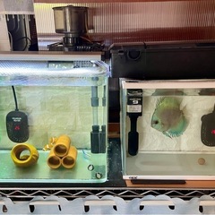 【商談中】アクアリウム飼育セット（生体のみでも可）