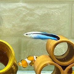 【取引完了】アクアリウム飼育セット（生体のみでも可）の画像