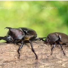 カブトムシ成虫　ペア