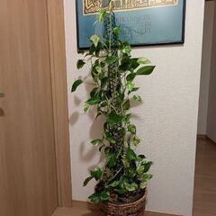 ポトス　斑入　3年物　全体150㌢　鉢から110㌢