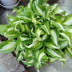 班入りギボウシ　抜き苗