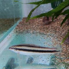 熱帯魚　レア種も　主にコリドラス