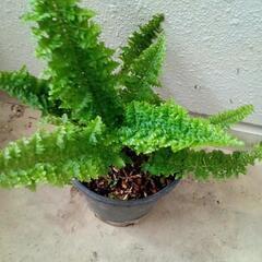 観葉植物Ｂ35