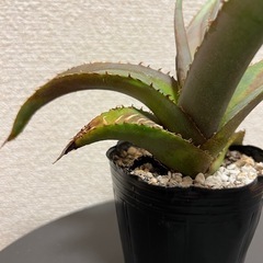 アガベ　チタノタの画像