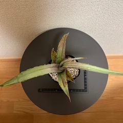 アガベ　チタノタの画像
