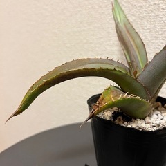 アガベ　チタノタの画像