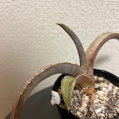 アガベ　チタノタの画像
