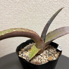 アガベ　チタノタの画像