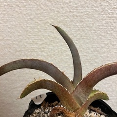 アガベ　チタノタの画像
