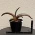 ランキングキーワードに紐づく投稿画像-多肉植物