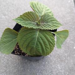 健康野菜「エゴマ苗」