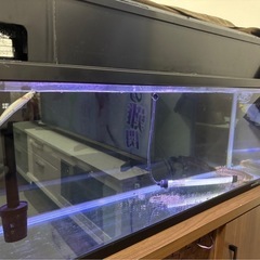 90cm水槽、ポリプテルス全てセット‼️