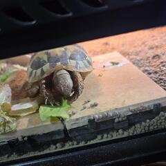 爬虫類レオパ、ニシアフ、フトアゴ、リクガメ