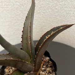 アガベ　チタノタの画像