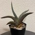 ランキングキーワードに紐づく投稿画像-多肉植物