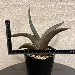 アガベ　チタノタの画像
